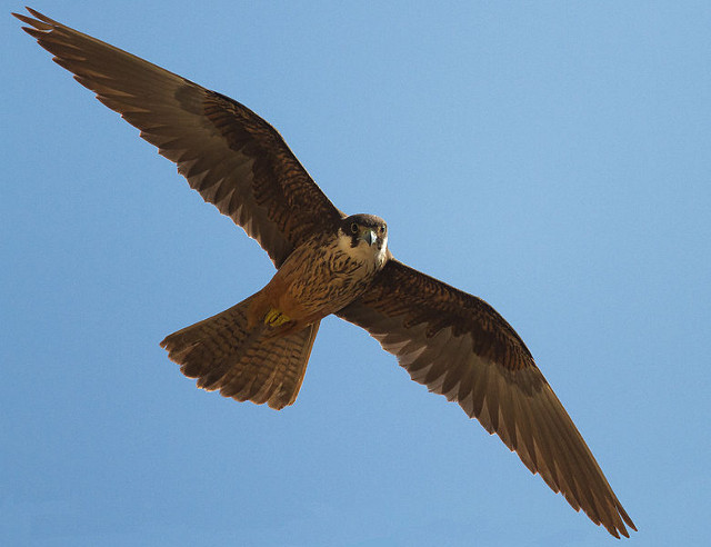 Eleonoras Falcon at Cap Formentor on Mallorca. Bird Watching in Balearic Islands