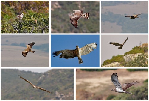 Birding in Spain. Gibraltar and Tarifa